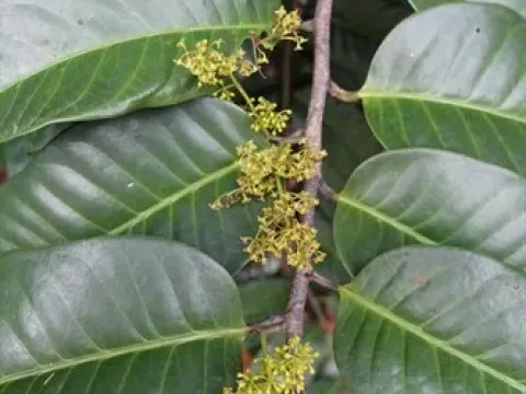 Эндокомия