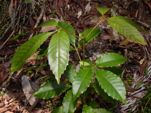 Karrabina