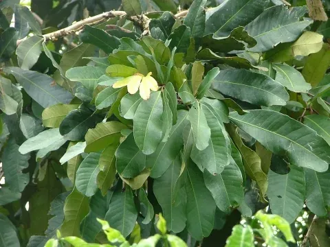 Gilbertiodendron