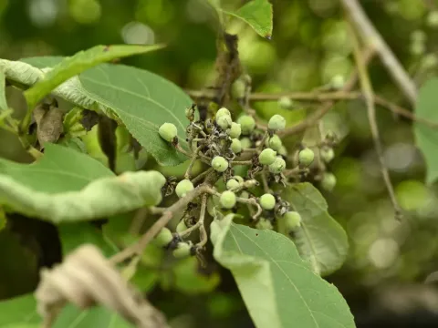 Grewia eriocarpa