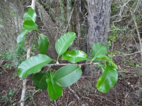 Sideroxylon palmeri