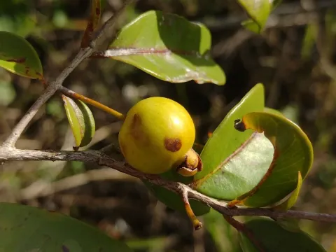 Psidium oligospermum