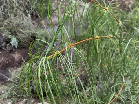 Ischnolepis