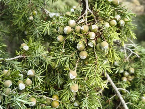 Juniper