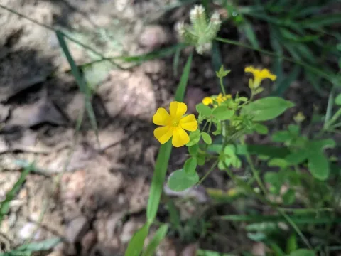 Spreading wood sorrel