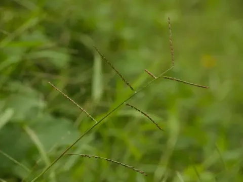 Urochloa arrecta
