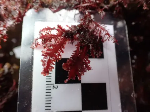 Gelidium