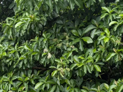Chimarrhis