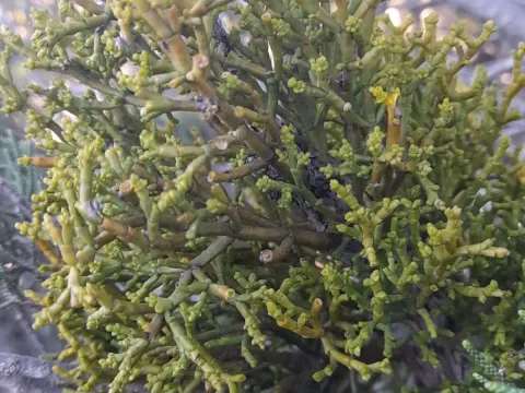 Arceuthobium