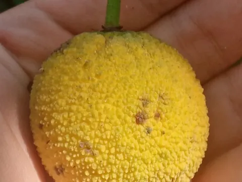 Garcinia madruno