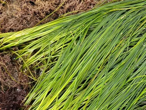 Phyllospadix