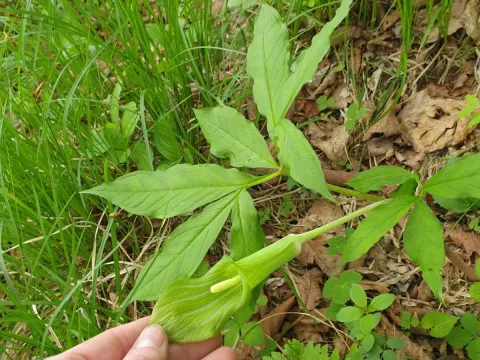 Amur cobra lily