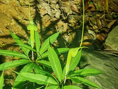 Jack-in-the-pulpit