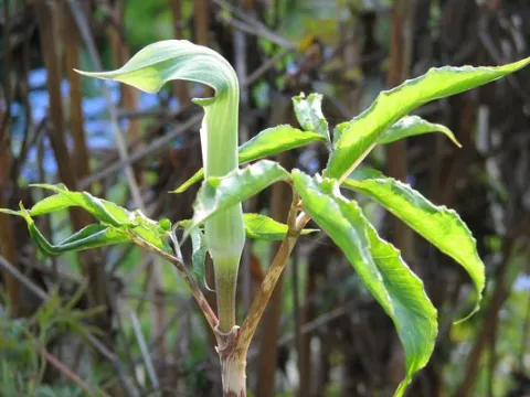 Arisaema negishii