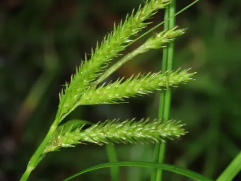 Fox-tail sedge