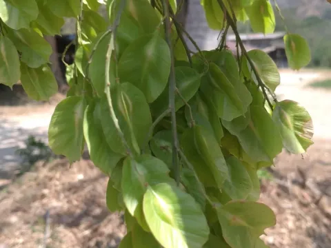 Zollingeria