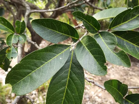 Hemigyrosa