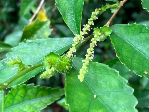 Acalypha siamensis