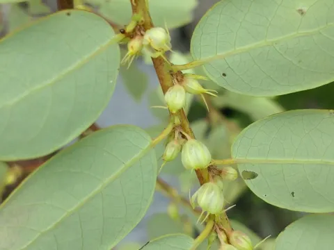 Phyllanthus mirabilis