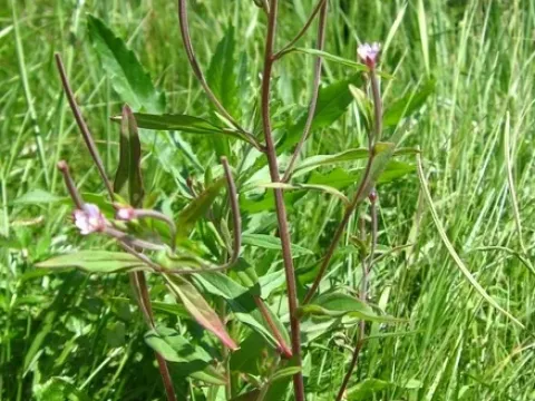 Epilobium fastigiatoramosum
