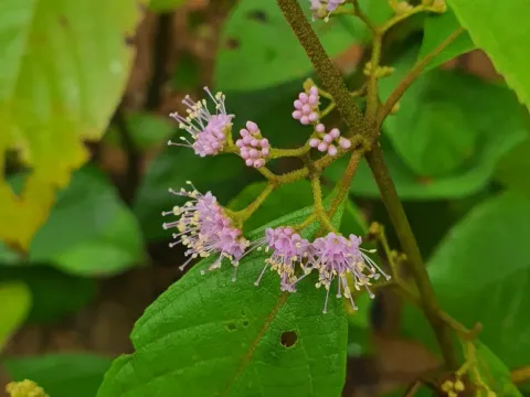 Long-leaved beautyberry