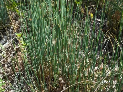 Ephedra negrii