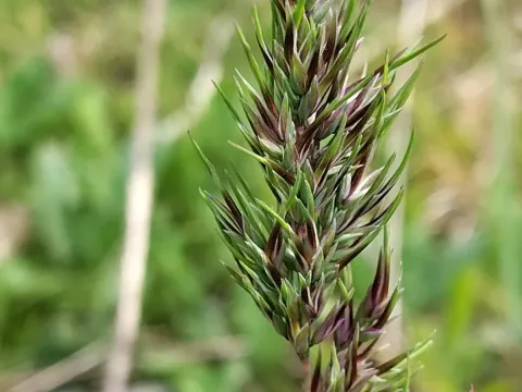 Pearly bluegrass