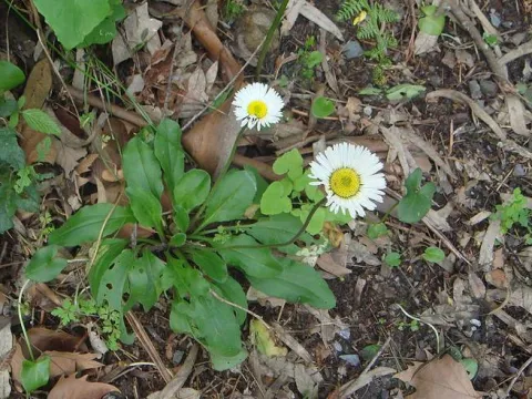 Heart-leaved daisy