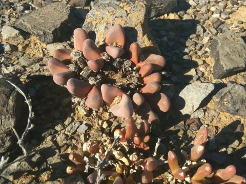 Tanquana