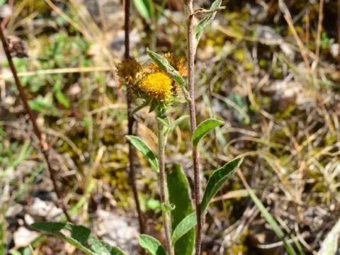 Inula langeana