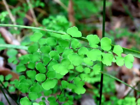 Adiantum aethiopicum
