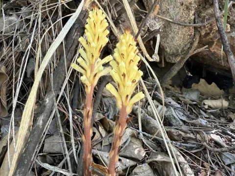 Dense-spike broomrape