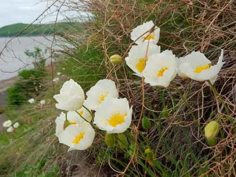 Amur poppy
