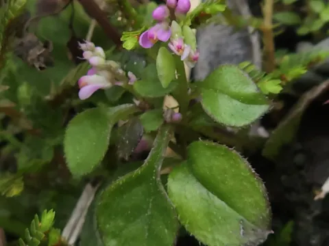 Polygala tatarinowii