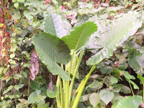 Alocasia