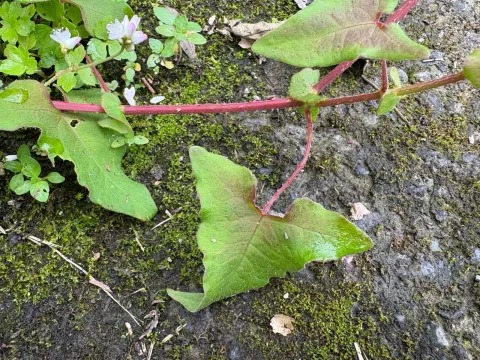 Persicaria senticosa