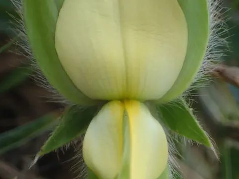 Crotalaria calycina