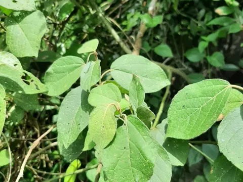 Croton laccifer