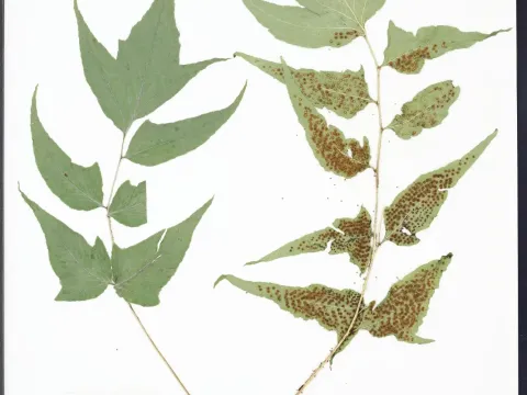 Cyrtomium caryotideum