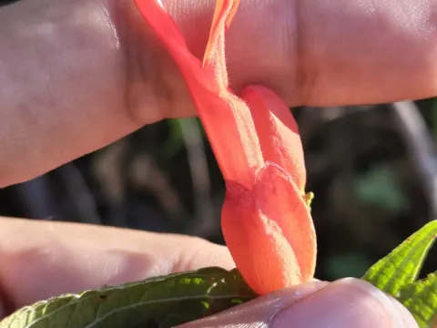 Salvia sessei