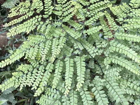 Giant maidenhair