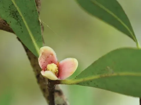 Garcinia cochinchinensis