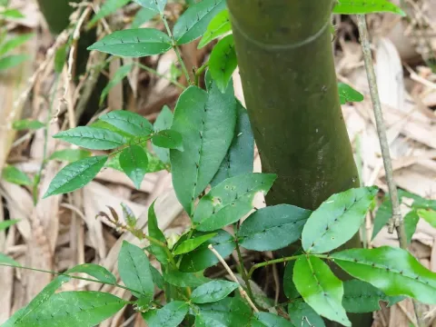 Zanthoxylum nitidum