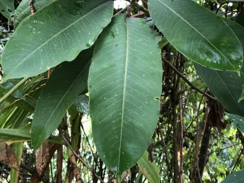 Sapium marmieri