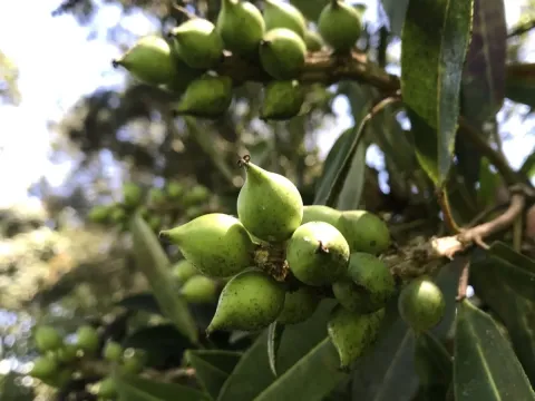 Sapium stylare