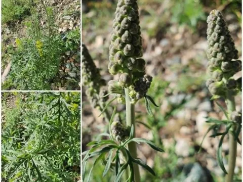 Aconitum barbatum