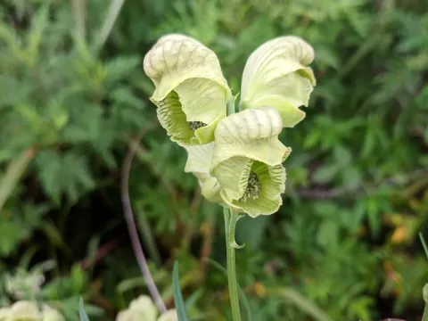 Korean aconite