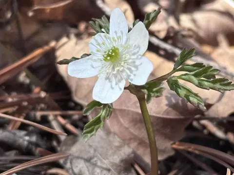 Amur anemone