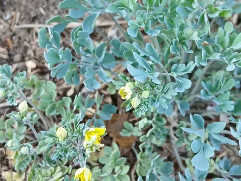 Leptopyrum