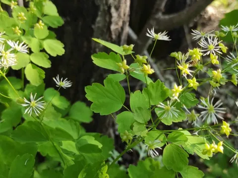 Василистник байкальский